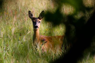 Portrait of deer on field