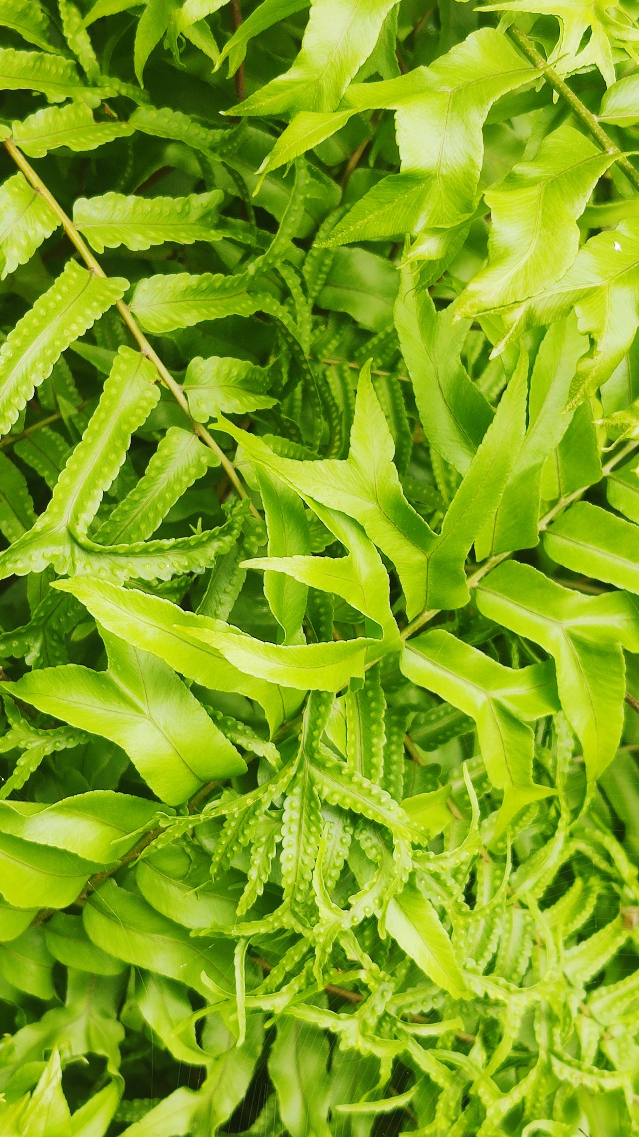 Fern plant from above