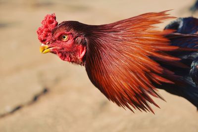 Close-up of rooster