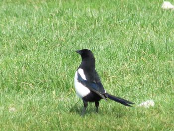 Side view of bird on field