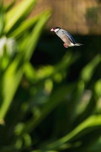 Close-up of bird flying