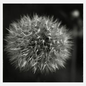 Close-up of dandelion flower