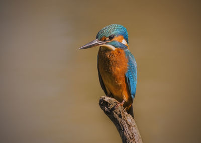 Kingfisher perched in a branch