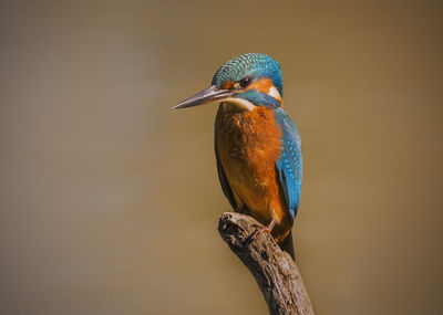 Close-up of bird perching on branch