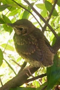 Low angle view of bird perching on branch