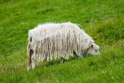 Sheep on field