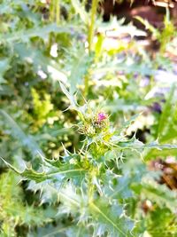 Close-up of flowering plant