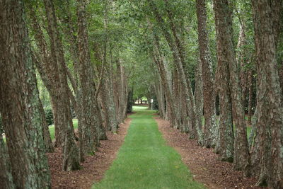 Footpath amidst trees in forest