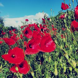 Close-up of red flowers blooming in field