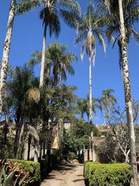 Walkway amidst palm trees against clear blue sky