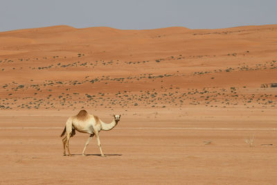 Full length of camel walking in desert against sand dunes