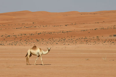 Sheep in a desert