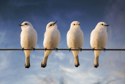 Low angle view of birds perching on cable against sky