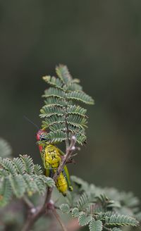 Close-up of insect on plant