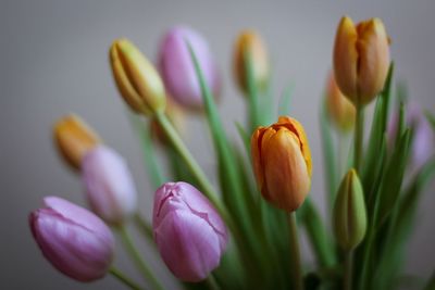 Close-up of pink tulips blooming outdoors