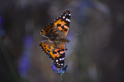 Close-up of butterfly pollinating on flower