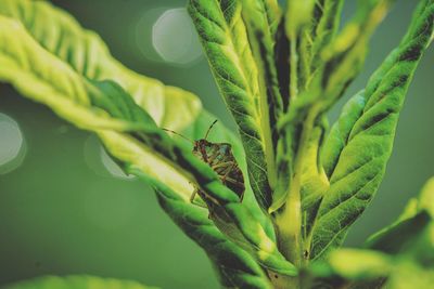 Close-up of insect on plant