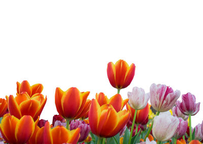 Close-up of tulips against orange background