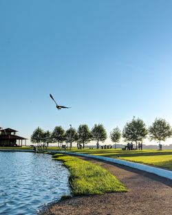 Birds flying over the lake