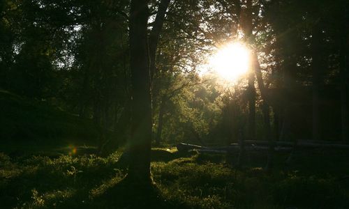 Trees in forest against bright sun