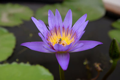 Close-up of lotus water lily