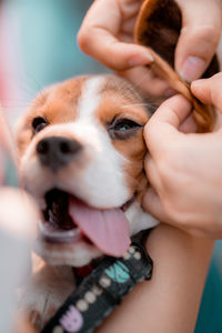 Close-up of woman with dog