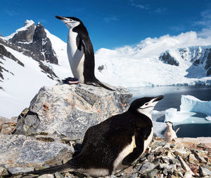 Penguin on rock