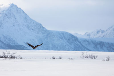 Birds on snow covered mountain against sky