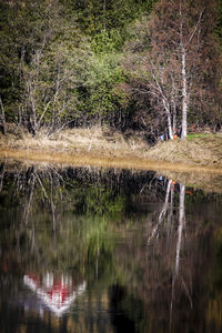 Reflection of trees in water