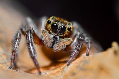 Close-up of jumping spider