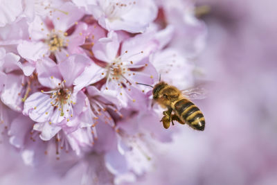 Close-up of bee pollinating on purple flower