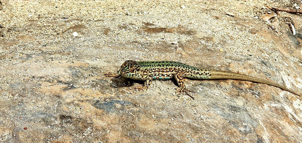 HIGH ANGLE VIEW OF LIZARD