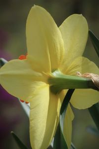 Close-up of yellow flowering plant