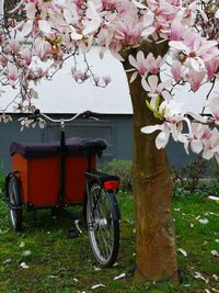 Pink cherry blossom on tree