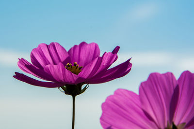 Close-up of pink lotus water lily against sky