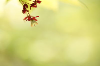 Close-up of red flowering plant