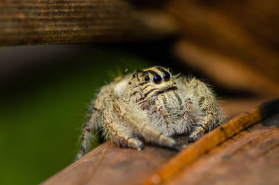 Close-up of spider on wood