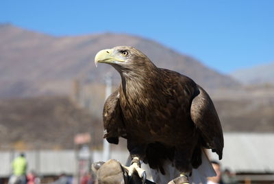 Eagle perching on wood