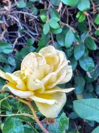 Close-up of rose plant