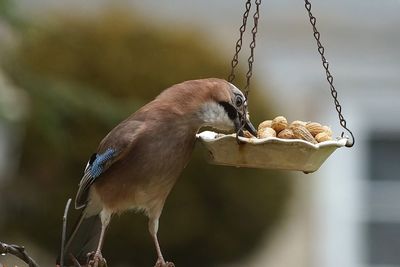 Close-up of eurasian jay feeding on peanuts from hanging plate