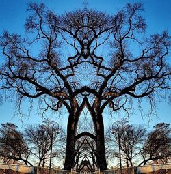 Low angle view of bare trees against blue sky