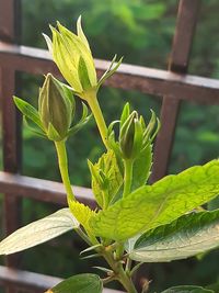 Close-up of fresh green plant