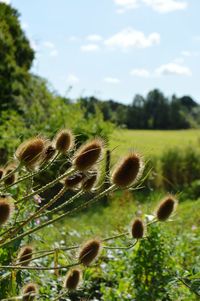 Close-up of plants growing on field against sky