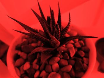 Close-up of red succulent plant