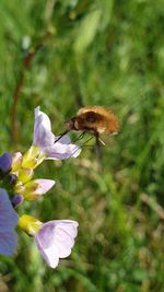 Close-up of honey bee pollinating on flower