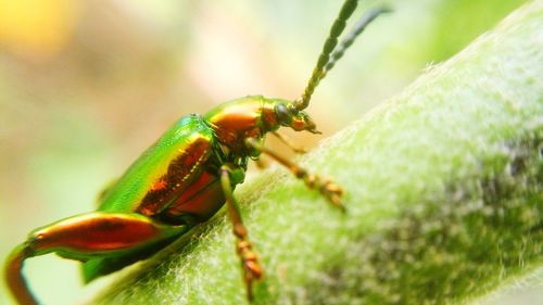 Close-up of insect on leaf