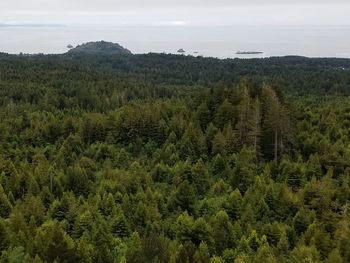 Pine trees in forest against sky