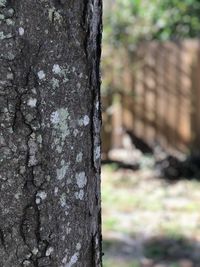 Close-up of lichen on tree trunk