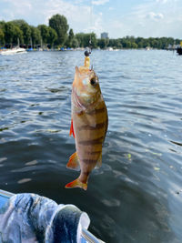 Caught fish hangs on the hook