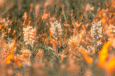 Close-up of flowering plants on field